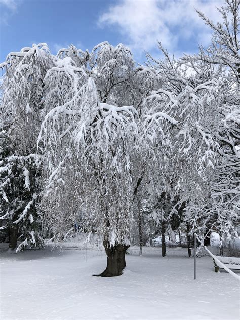 NJ snow storm : r/winterporn