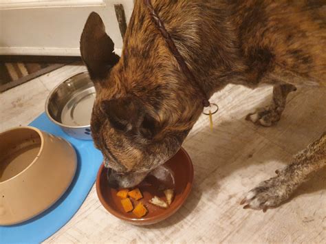 The Six Million Dollar* Dog — Wright History