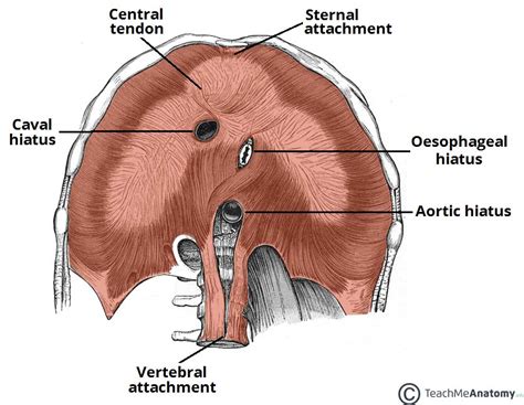 diaphragm anatomy function diagram conditions  symptoms rcfru