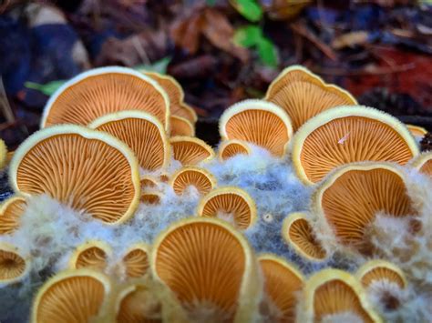 10 Interesting Facts About Fungi You Probably Might Not Know | Stillunfold