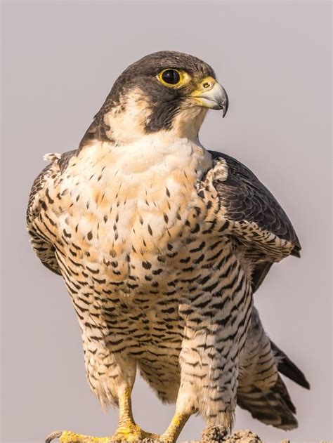 The 5 fastest animals in the world - Education View India