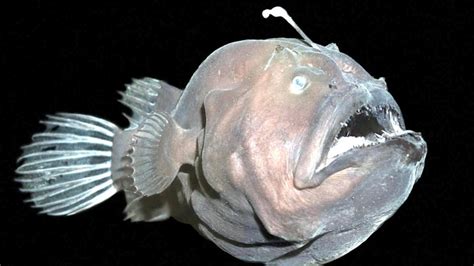 Anglerfish – "OCEAN TREASURES" Memorial Library