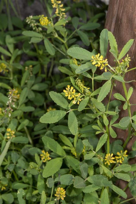 Medicago sativa ssp. falcata (Yellow flower alfalfa)