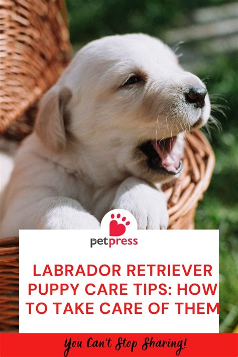Labrador Retriever Puppy Care Tips: How to Take Care of Them - PetPress