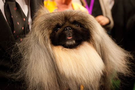 Chinese Dog Breeds