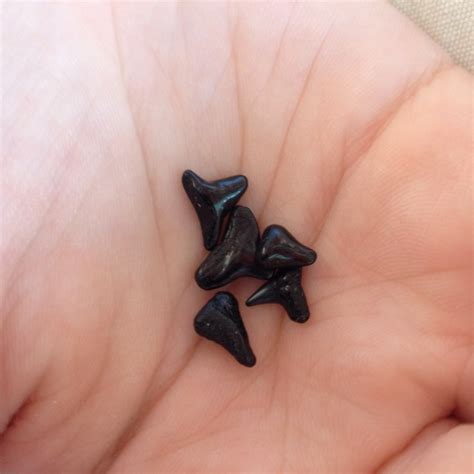 Shark teeth found on beach on Cayo Casta | Nautical room, Shipwreck ...