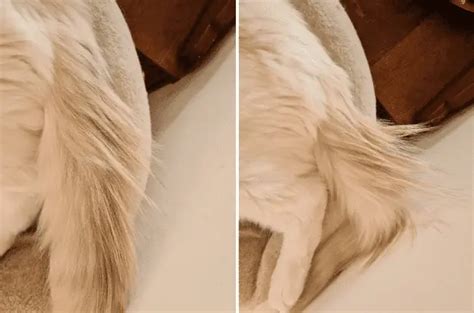Feline Stud Tail in Cats - Symptoms, Causes, Diagnosis, Treatment
