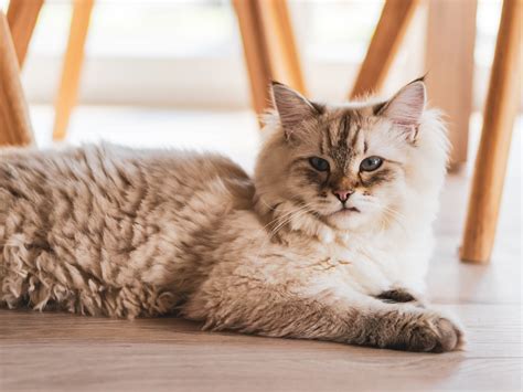 My Dog Keeps Falling Over | Ataxia in Dogs Symptoms