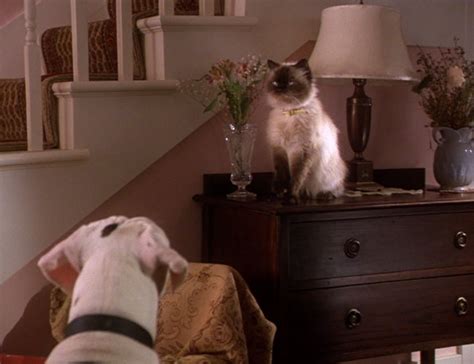 Homeward Bound: The Incredible Journey (1993) – My Live Action Disney ...