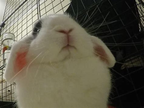 When your bunny opens the camera and its on selfie mode in 2024 | Cute