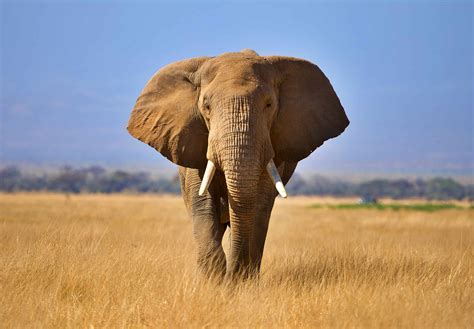 What Color Are Elephants Actually at Isabel Lacey blog
