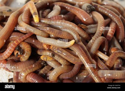 Close up shot of composting worms, Red Worm (Eisenia andrei), and ...