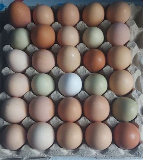 Продаю домашние куриные яйца со своего приусадебного хозяйства. Яйцо ...