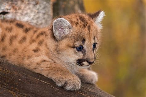 Cougar Facts - Animal Facts Encyclopedia