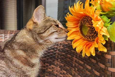 21 Cat-Friendly Flowers You Can Buy or Grow - Cats.com