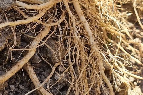 Estimula tu cultivo naturalmente y mejora la producción con las ...