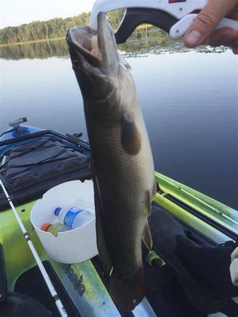 First ever Bowfin - Other Fish Species - Bass Fishing Forums