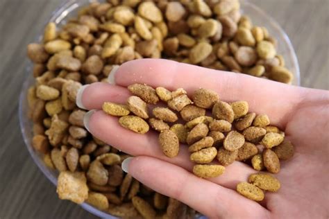 How to Keep Cat Food Fresh for Longer - Cats.com