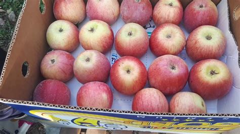 ОЛМА ПИШДИ.САЛТАНАТ - YouTube