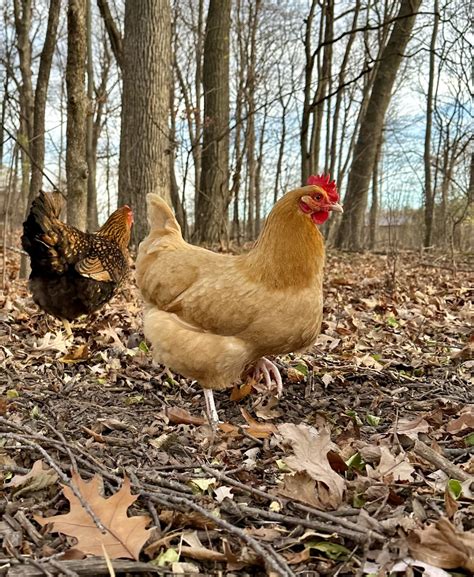 How Much Feed Do Chickens Eat Per Day - Heirloom Grown