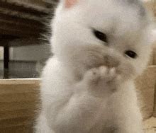 Embarrassed Cat Meme