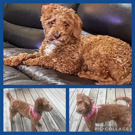 Buffalo Pug & Small Breed Rescue, Inc. - Adoptable