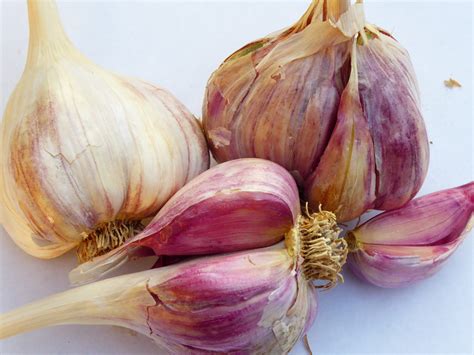 Chesnok red Knoblauch - LandschaftenSchmecken