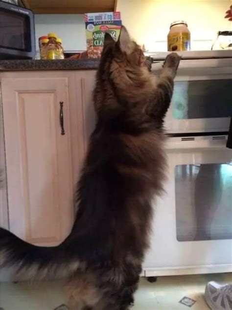 Огромные кошки мейн-кун, которые заставят вашего котика выглядеть ...