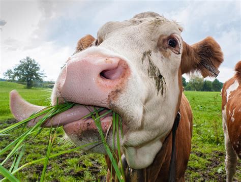 Comendo O Cu Da Vaca - Sucuri Comendo Uma Vaca