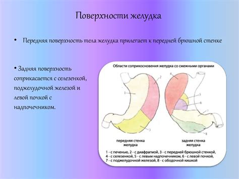 Анатомия и физиология желудка - презентация онлайн