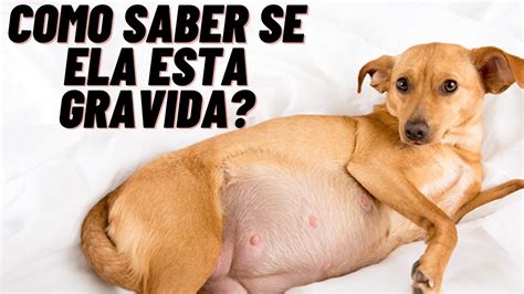 Como Saber Se Minha Cachorra Esta Gravida - Como Saber se Sua Cadela Está Grávida Descubra os Sinais! - YouTube