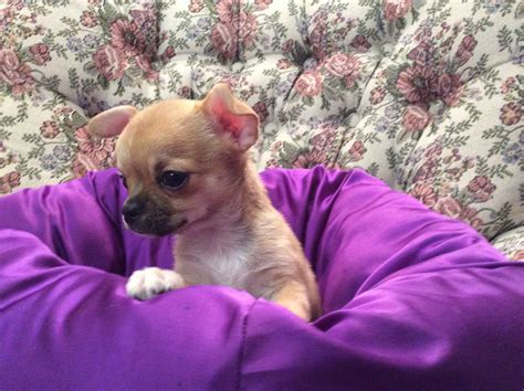 Chihuahua Puppies For Sale In Michigan