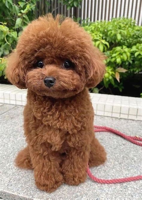 Poodle puppy cut – Artofit