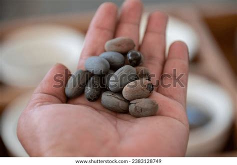 142 Java Olive Seed Images, Stock Photos, 3D objects, & Vectors ...