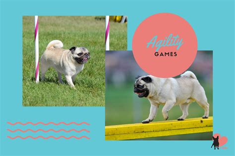 What Do Pugs Like to Play With? 10 Fun Pug Activities