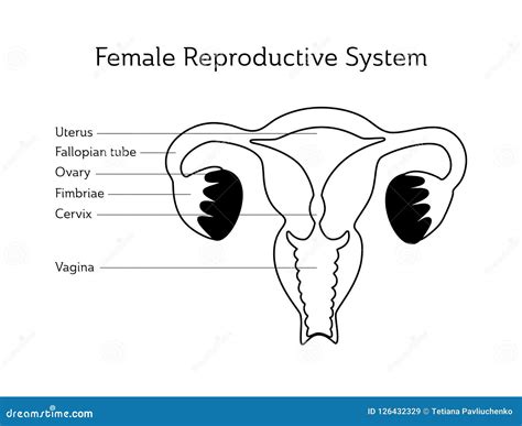 Vector Isolated Illustration of Uterus Stock Vector - Illustration of ...