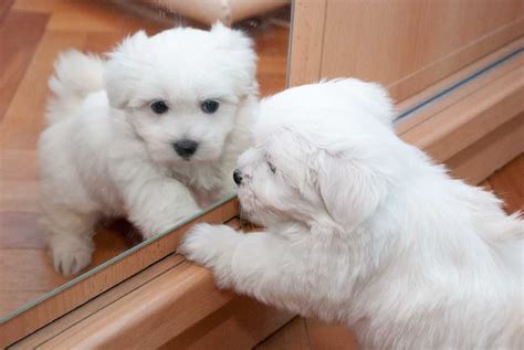 Cele mai mici rase de caini Bichon maltez | Cute dogs, Baby puppies ...
