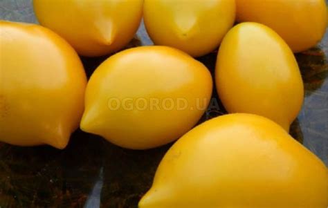 Высокорослые томаты: сорта и особенности выращивания