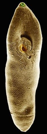 Heterophyes heterophyes | SpringerLink