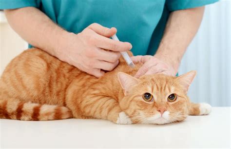 Rabies Vaccine Side Effects in Cats | LoveToKnow Pets