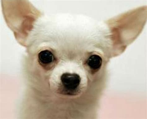 Grymvald Gazetteer: Feral Chihuahuas Threaten Phoenix