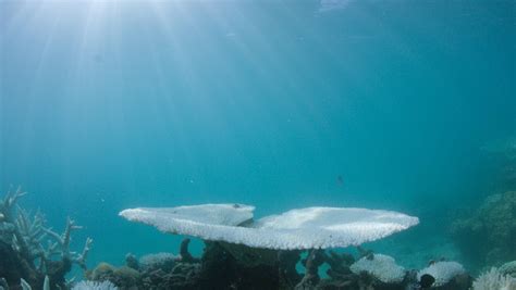 Mass coral bleaching hits the Great Barrier Reef