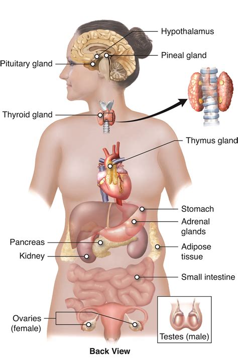 15.2: An Overview of the Endocrine System - Medicine LibreTexts