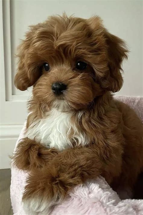 adorable cavapoo laying   pink blanket cute poodle puppy indoors
