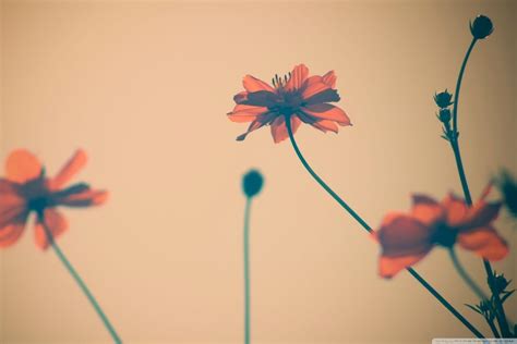 vintage tumblr flowers