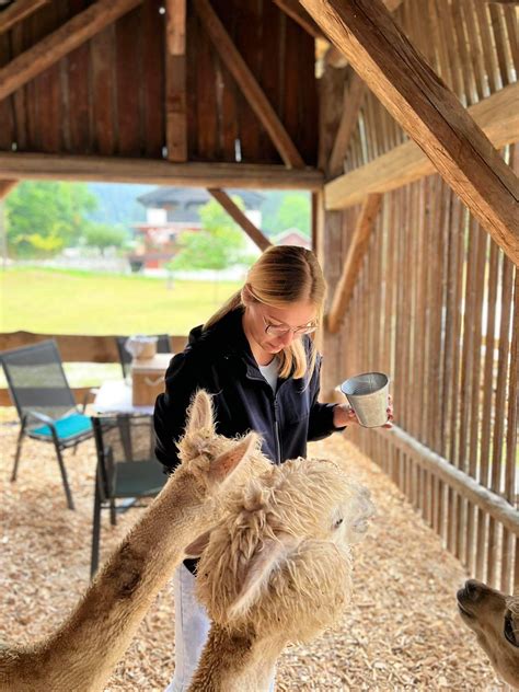 Piknik z alpakami – Alpaka Land