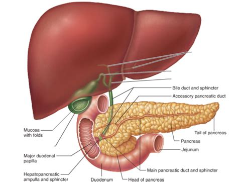 Gallbladder Diagram | Quizlet
