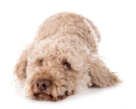 Lagotto romagnolo – opis rasy, hodowla, cena, charakter