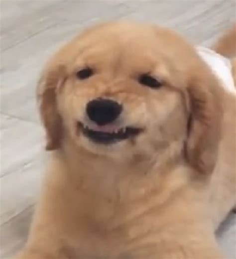Golden Retriever Puppy Tries Being Angry - 31.03.2019, Sputnik