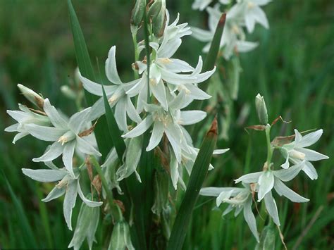 Flower Gallery :: Liliaceae :: 631_22